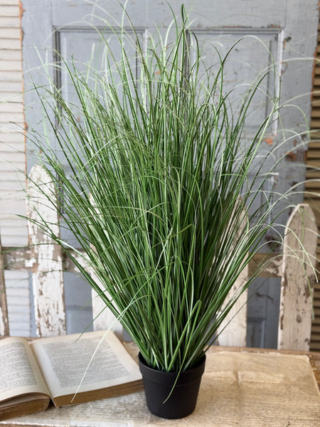 Fountain Grass in Pot | 38" | NOT CURRENTLY IN STOCK-New For Spring 2027!