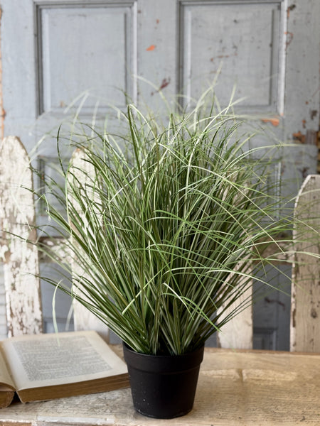 Fountain Grass in Pot | 27" | NOT CURRENTLY IN STOCK-New For Spring 2027!