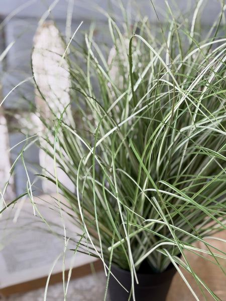 Fountain Grass in Pot | 27" | NOT CURRENTLY IN STOCK-New For Spring 2027!