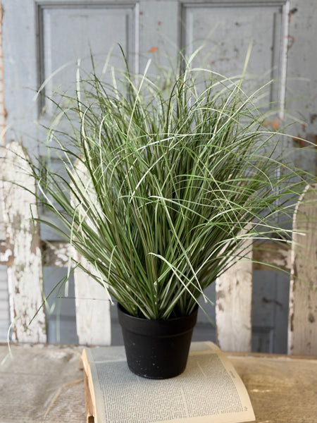 Fountain Grass in Pot | 27" | NOT CURRENTLY IN STOCK-New For Spring 2027!