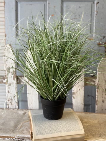 Fountain Grass in Pot | 27" | NOT CURRENTLY IN STOCK-New For Spring 2027!