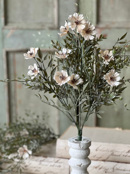 Charade Cosmos Bush | 15" | NOT CURRENTLY IN STOCK - Spring 2026