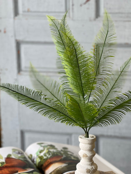 Quill Fern Bush | 20" | CLEAN UP SPECIAL!  From $3.50 - Last 72pcs!