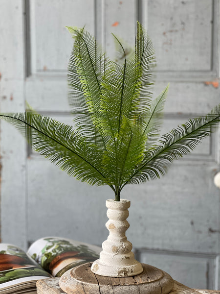 Quill Fern Bush | 20" | CLEAN UP SPECIAL!  From $3.50 - Last 72pcs!