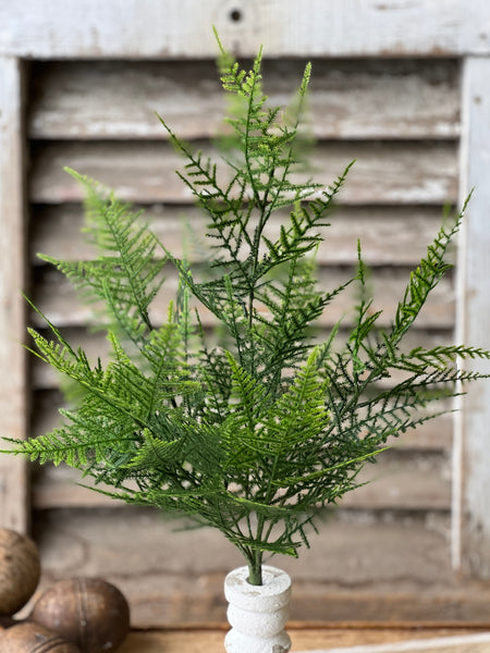 Wayfarer Fern Bush | 20.5"