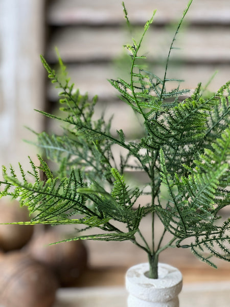 Wayfarer Fern Bush | 13.5"
