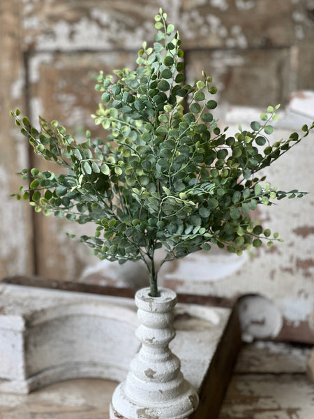 Cherub Vine Bush | 18" | NOT CURRENTLY IN STOCK - Spring 2026