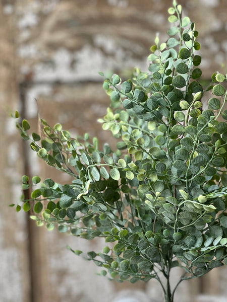 Cherub Vine Bush | 18" | NOT CURRENTLY IN STOCK - Spring 2026