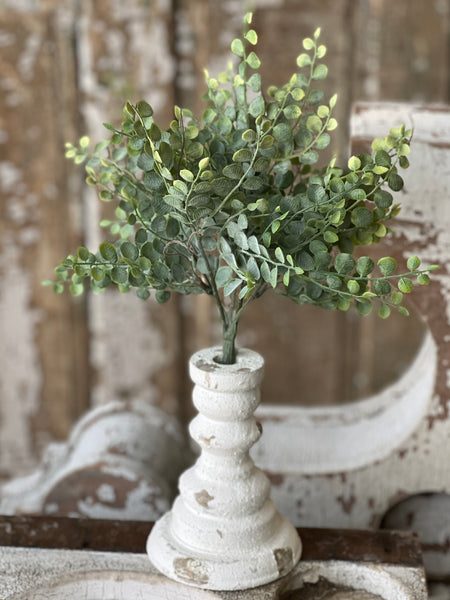 Cherub Vine Bush | 13.5" | NOT CURRENTLY IN STOCK - Spring 2026