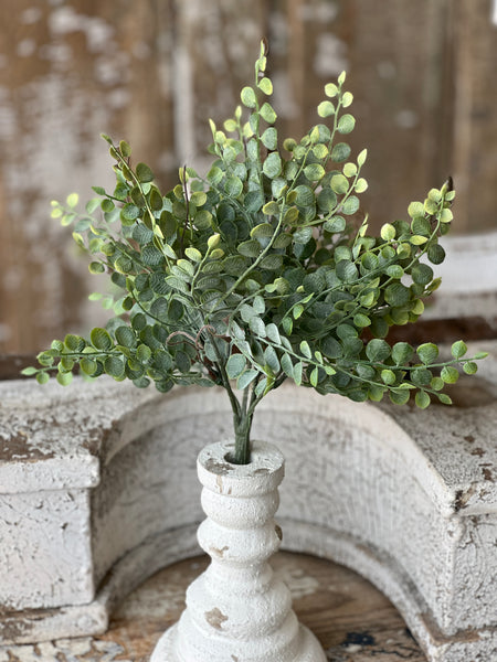 Cherub Vine Bush | 13.5" | NOT CURRENTLY IN STOCK - Spring 2026