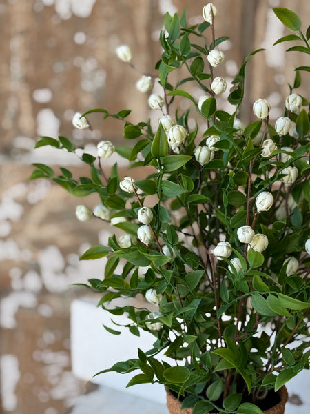 Billow Buds in Pot | 17" | Cream | NOT CURRENTLY IN STOCK-New For Spring 2027!