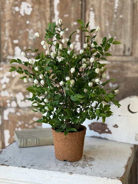 Billow Buds in Pot | 17" | Cream | NOT CURRENTLY IN STOCK-New For Spring 2027!