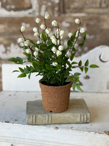 Billow Buds in Pot | 10.5" | Cream | NOT CURRENTLY IN STOCK-New For Spring 2027!