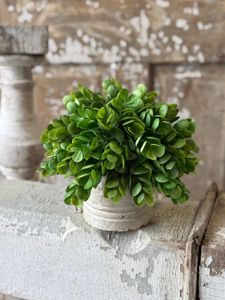 Stonecrop Half Sphere | 11" | NOT CURRENTLY IN STOCK-New For Spring 2027!