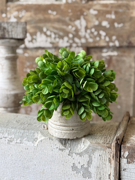 Stonecrop Half Sphere | 11" | NOT CURRENTLY IN STOCK-New For Spring 2027!