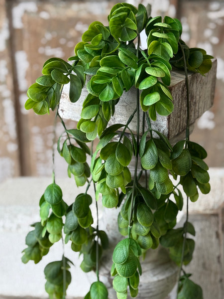Stonecrop Hanging | 29" | NOT CURRENTLY IN STOCK-New For Spring 2027!