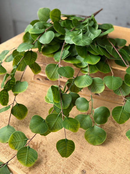 Cascading Bush - Spyglass | 29" | NOT CURRENTLY IN STOCK-New For Spring 2027!