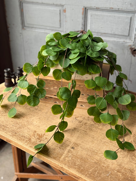 Cascading Bush - Spyglass | 29" | NOT CURRENTLY IN STOCK-New For Spring 2027!