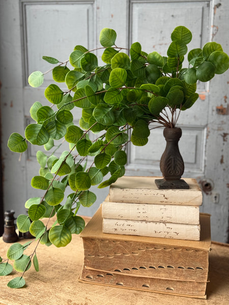 Cascading Bush - Spyglass | 29" | NOT CURRENTLY IN STOCK-New For Spring 2027!