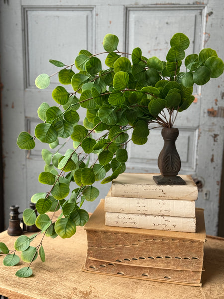 Cascading Bush - Spyglass | 29" | NOT CURRENTLY IN STOCK-New For Spring 2027!
