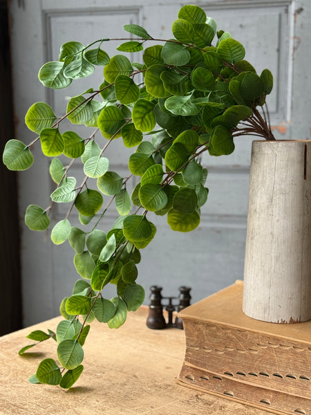 Cascading Bush - Spyglass | 29" | NOT CURRENTLY IN STOCK-New For Spring 2027!