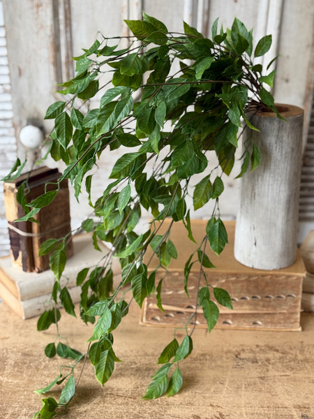 Cascading Bush - Norwood | 31" | NOT CURRENTLY IN STOCK-New For Spring 2027!