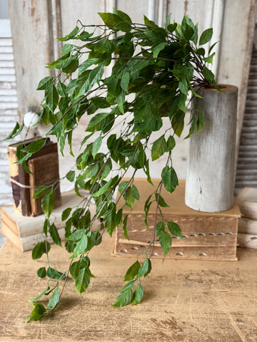 Cascading Bush - Norwood | 31" | NOT CURRENTLY IN STOCK-New For Spring 2027!