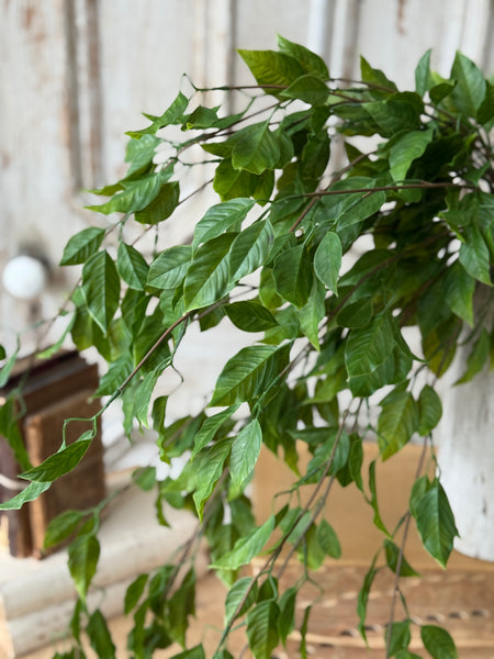 Cascading Bush - Norwood | 31" | NOT CURRENTLY IN STOCK-New For Spring 2027!