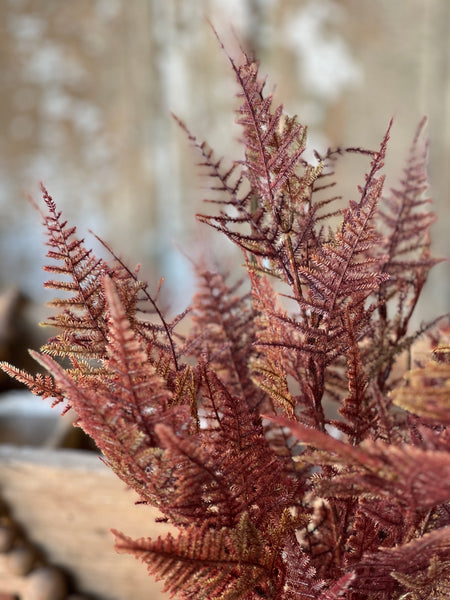 Fernbank Bush | 19" | Bordeaux | SOLD OUT