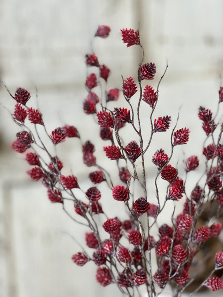 Spur Seed Bush | 18" | Claret | SOLD OUT