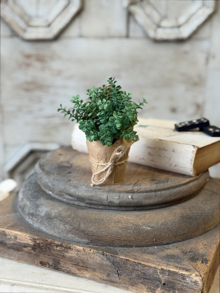 Tolliver Pot | 5.5" | Thyme | NOT CURRENTLY IN STOCK-New For Spring 2027!