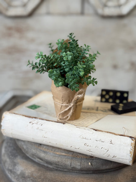 Tolliver Pot | 5.5" | Thyme | NOT CURRENTLY IN STOCK-New For Spring 2027!