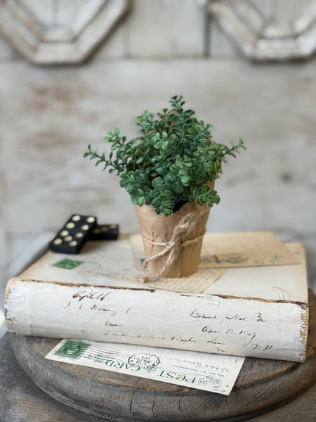Tolliver Pot | 5.5" | Thyme | NOT CURRENTLY IN STOCK-New For Spring 2027!