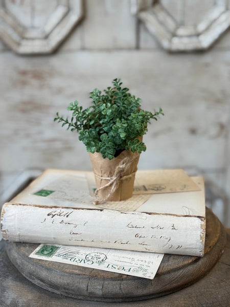 Tolliver Pot | 5.5" | Thyme | NOT CURRENTLY IN STOCK-New For Spring 2027!
