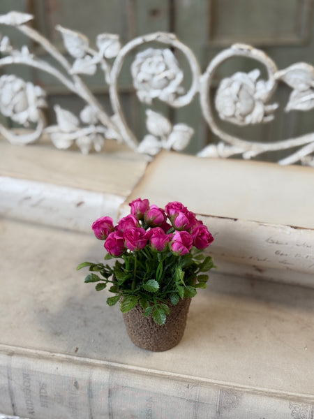 Pixi Posie Pot | 5" | Beauty | NOT CURRENTLY IN STOCK-New For Spring 2027!