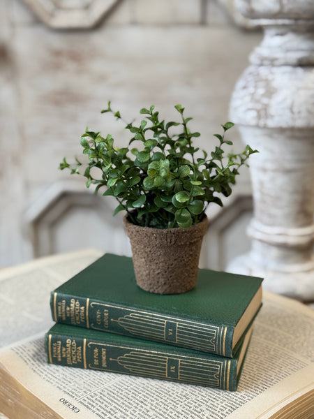 Cicero Eucalyptus Pot | 6" | NOT CURRENTLY IN STOCK-New For Spring 2027!
