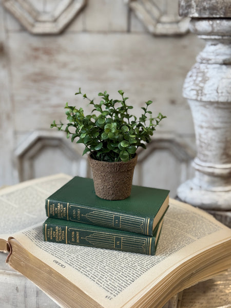 Cicero Eucalyptus Pot | 6" | NOT CURRENTLY IN STOCK-New For Spring 2027!