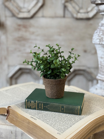 Cicero Eucalyptus Pot | 6" | NOT CURRENTLY IN STOCK-New For Spring 2027!