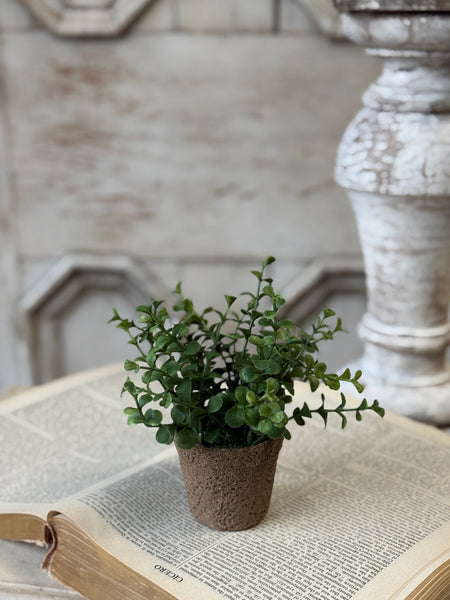 Cicero Eucalyptus Pot | 6" | NOT CURRENTLY IN STOCK-New For Spring 2027!