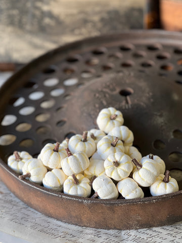 Copperfield Pumpkins | Cream