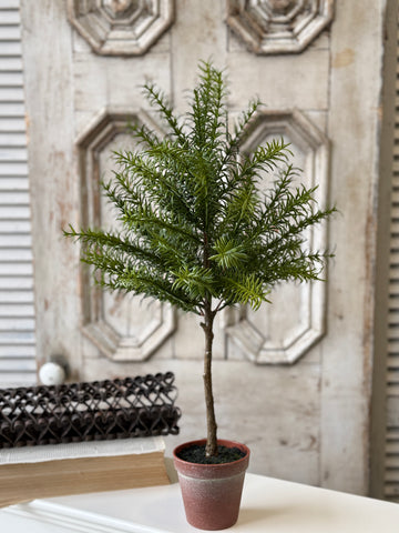 Rosemary Topiary | 24" | NOT CURRENTLY IN STOCK-New For Spring 2027!