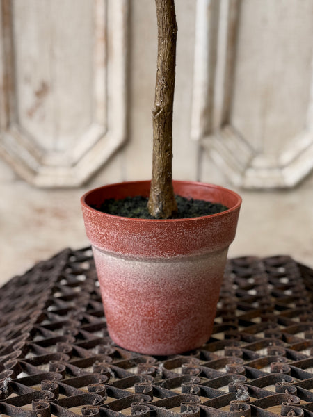 Rosemary Topiary | 33" | NOT CURRENTLY IN STOCK-New For Spring 2027!