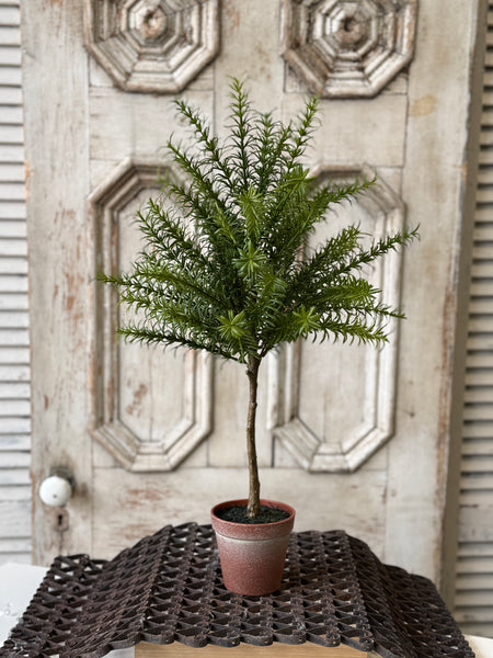 Rosemary Topiary | 24" | NOT CURRENTLY IN STOCK-New For Spring 2027!