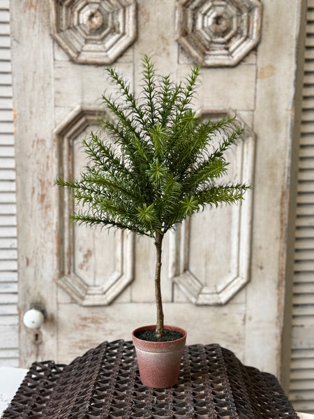 Rosemary Topiary | 24" | NOT CURRENTLY IN STOCK-New For Spring 2027!