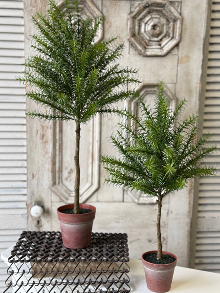 Rosemary Topiary | 24" | NOT CURRENTLY IN STOCK-New For Spring 2027!