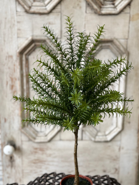 Rosemary Topiary | 24" | NOT CURRENTLY IN STOCK-New For Spring 2027!