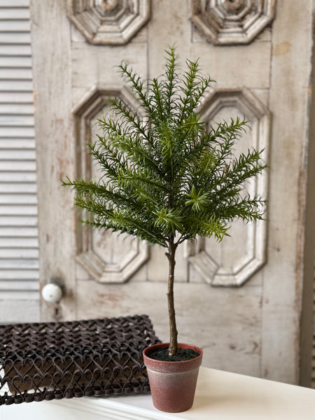 Rosemary Topiary | 24" | NOT CURRENTLY IN STOCK-New For Spring 2027!