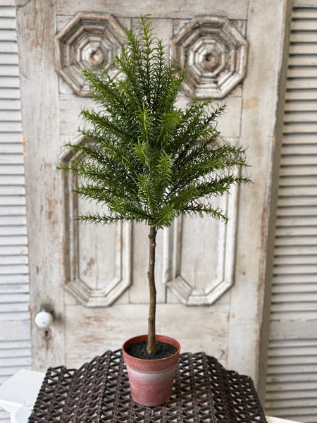 Rosemary Topiary | 33" | NOT CURRENTLY IN STOCK-New For Spring 2027!