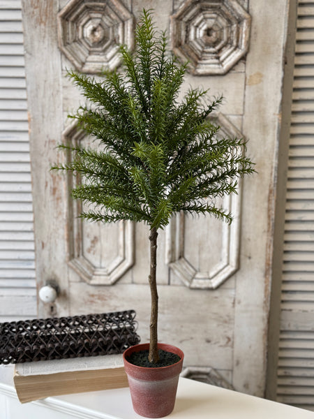 Rosemary Topiary | 33" | NOT CURRENTLY IN STOCK-New For Spring 2027!
