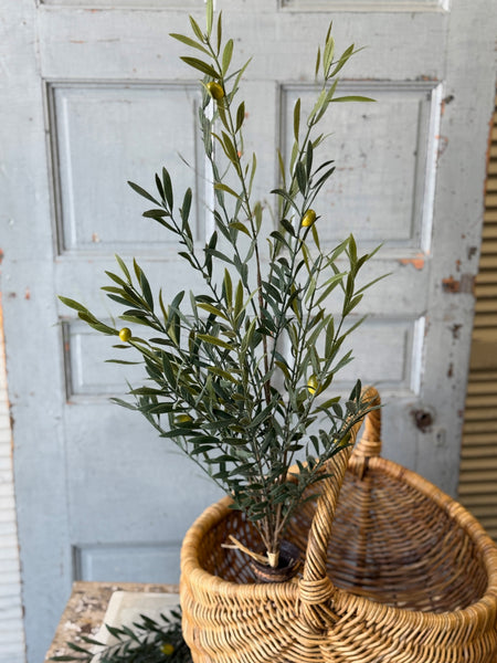 Clemency Olive Bundle | 35" | NOT CURRENTLY IN STOCK-New For Spring 2027!